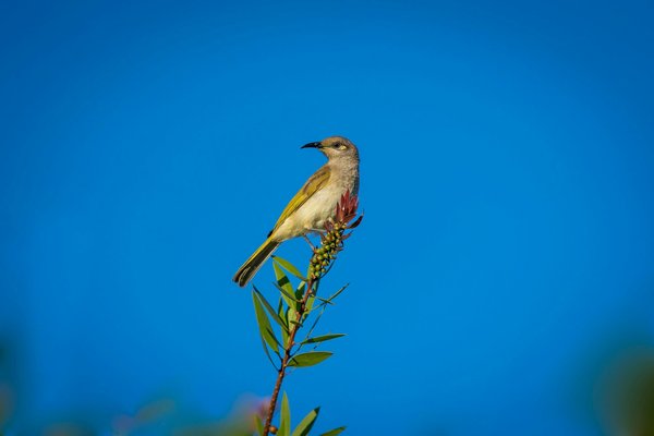 Quels sont les meilleurs spots pour observer les oiseaux endémiques aux Galápagos ?